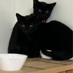仲良し黒猫兄妹❣️