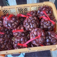 栗　利平　今朝10/4採りましたの画像