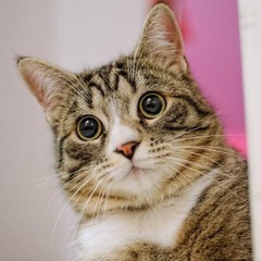 車で猫を送迎するボランティア