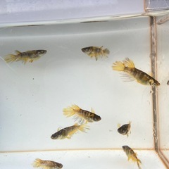 メダカ　金閣　稚魚、幼魚　12匹の画像