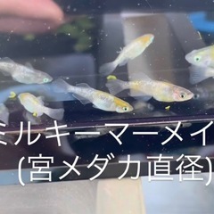 初出品❗️ミルキーマーメイド　宮メダカ直径　おまけあり‼️の画像
