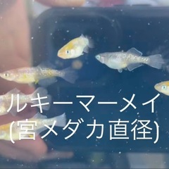 初出品❗️ミルキーマーメイド　宮メダカ直径　おまけあり‼️の画像