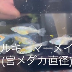 初出品❗️ミルキーマーメイド　宮メダカ直径　おまけあり‼️の画像