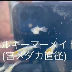 初出品❗️ミルキーマーメイド　宮メダカ直径　おまけあり‼️の画像