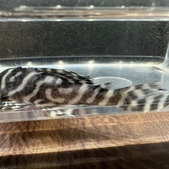 🐠キングロイヤルペルコティア ±6.5㎝ 1,000円 
キンペコ プレコ No.3の画像
