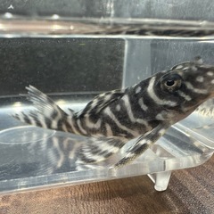 🐠キングロイヤルペルコティア ±6.5㎝ 1,000円 
キンペコ プレコ No.3の画像