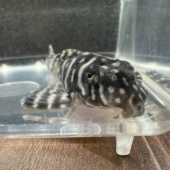 🐠キングロイヤルペルコティア ±6.5㎝ 1,000円 
キンペコ プレコ No.3の画像