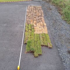 芝　芝生　差し上げますの画像
