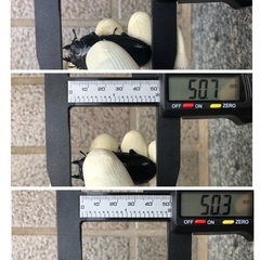 能勢YG血統 国産オオクワガタ メス3頭（50.8㎜、50.7㎜、50.3㎜）の画像