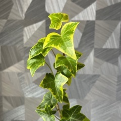 【観葉植物】アイビー45㎝の画像