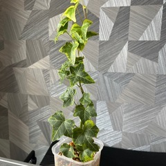 【観葉植物】アイビー45㎝の画像