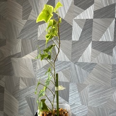 【観葉植物】アイビー45㎝の画像