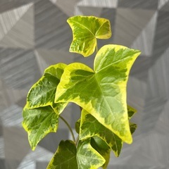 【観葉植物】アイビー45㎝の画像