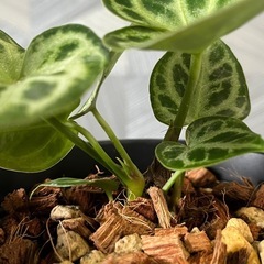 【観葉植物】✨レアな品種✨アンスリウムドラヤキシルバーの画像