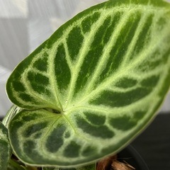 【観葉植物】✨レアな品種✨アンスリウムドラヤキシルバーの画像