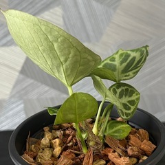 【観葉植物】✨レアな品種✨アンスリウムドラヤキシルバーの画像