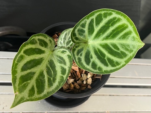 ⭐️お譲り先決定！❗️【観葉植物】✨レアな品種✨アンスリウムドラヤキシルバー