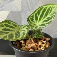 【観葉植物】✨レアな品種✨アンスリウムドラヤキシルバーの画像