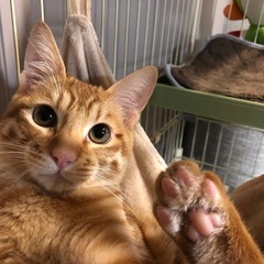 茶トラ猫（オス）貰って頂けますか？必要でしたら3階だてのキャット...