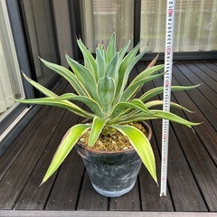 アガベ　ベネズエラ　観葉植物　リュウゼツランの画像