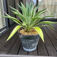 アガベ　ベネズエラ　観葉植物　リュウゼツランの画像