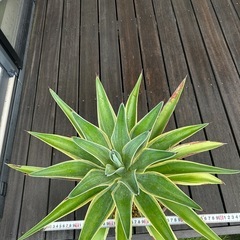 アガベ　ベネズエラ　観葉植物　リュウゼツランの画像