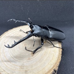 ギラファノコギリクワガタの画像