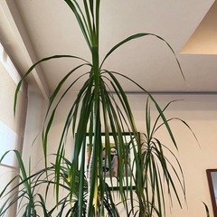 観葉植物　幸せの木　ドラセナ・コンシンネの画像