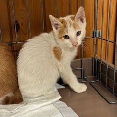 🐈レオ君　里親様募集いたします🐈