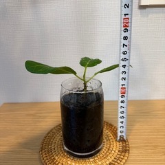 ①フィカス・ベンガレンシス　観葉植物　挿し木　炭植えの画像