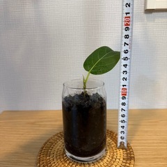 2フィカス・ベンガレンシス　観葉植物　挿し木　炭植えの画像