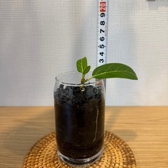 ③フィカス・ベンガレンシス　観葉植物　挿し木　炭植えの画像
