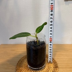 ④フィカス・ベンガレンシス　観葉植物　挿し木　炭植えの画像