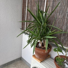 お取引中　
青年の木の画像