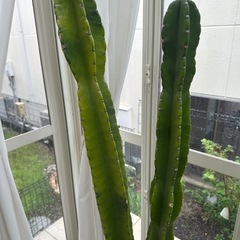 柱サボテンの画像