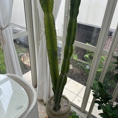 柱サボテンの画像