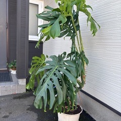 ⭕️希少！大型モンステラ属のマドカズラ⭕️健康を呼ぶ葉🌱の画像