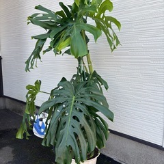 ⭕️希少！大型モンステラ属のマドカズラ⭕️健康を呼ぶ葉🌱の画像