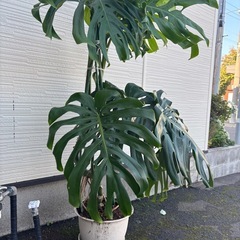 ⭕️希少！大型モンステラ属のマドカズラ⭕️健康を呼ぶ葉🌱の画像