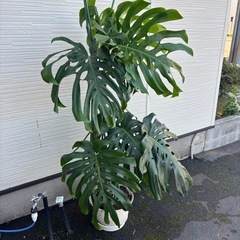 ⭕️希少！大型モンステラ属のマドカズラ⭕️健康を呼ぶ葉🌱の画像