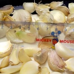 【無料】ニンニクの種　余った物の画像
