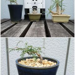 コーデックス　塊根植物　パキポディウム　観葉植物　オペルクリカリア　引き取り限定の画像