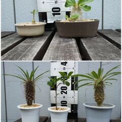 コーデックス　塊根植物　パキポディウム　観葉植物　オペルクリカリア　引き取り限定の画像
