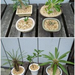 コーデックス　塊根植物　パキポディウム　観葉植物　オペルクリカリア　引き取り限定の画像