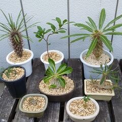 コーデックス　塊根植物　パキポディウム　観葉植物　オペルクリカリア　引き取り限定の画像