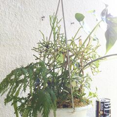 吊り下げ観葉植物の寄せ植えの画像