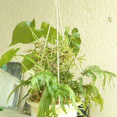 吊り下げ観葉植物の寄せ植えの画像