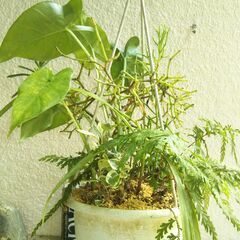 吊り下げ観葉植物の寄せ植えの画像