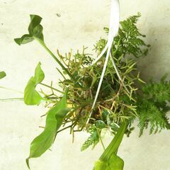 吊り下げ観葉植物の寄せ植えの画像