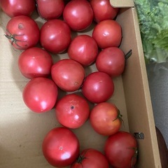 トマトの画像